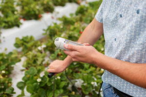 Soil testing at a berry farm as a sustainability farming practice