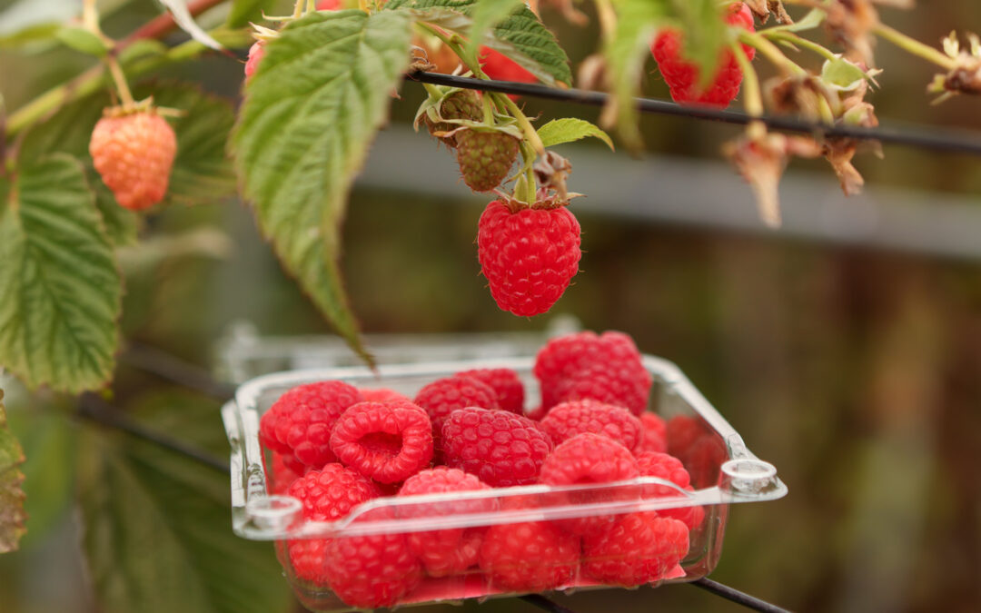 Health Benefits of Raspberries: Antioxidants, Fiber and Nutrients