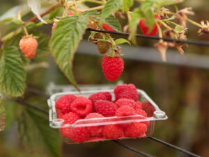 Raspberries in a basket next to a raspberry plant