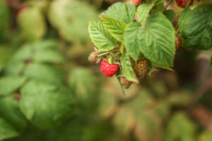 Raspberry plant with green leaves