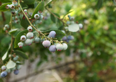 Blueberries on branch with leaves all around.