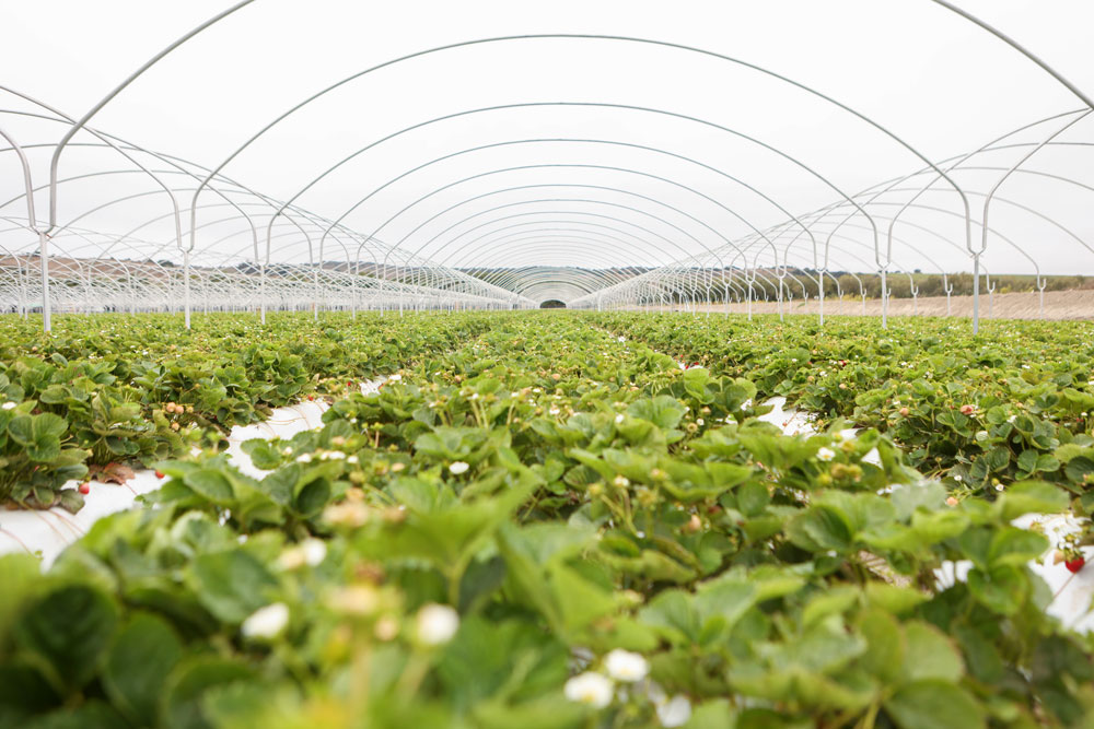 Strawberry field with rows of green plants and white flowers and a bright tent above it to shield the plants.