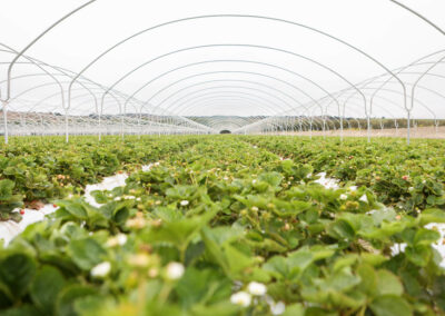 Main Street Produce strawberry field