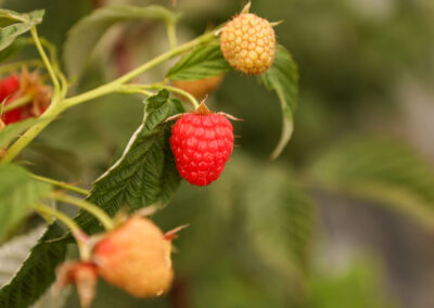 Raspberries growing on branch with leaves.