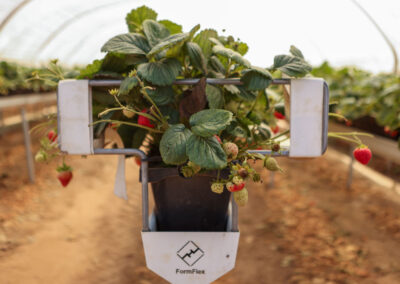 Strawberry farming off ground