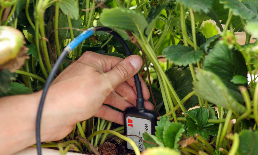 WET-2 Sensor testing in plants