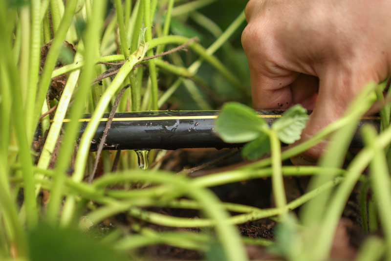 Hand holding up a black water line among plants.